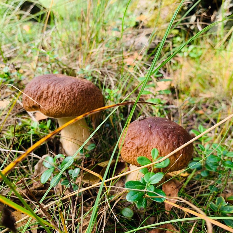 Pokoje Goscinne Ewela Леба Экстерьер фото